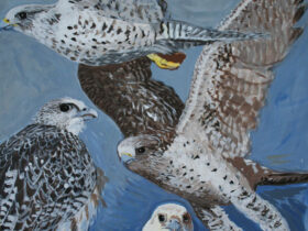 Gyrfalcon Studies