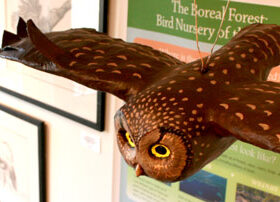 Boreal Owl’s Night Flight