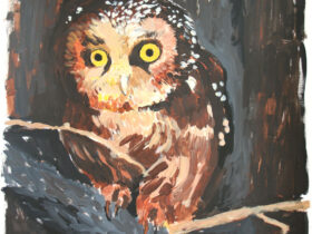 Boreal Owl