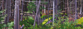 Edge of the Woods