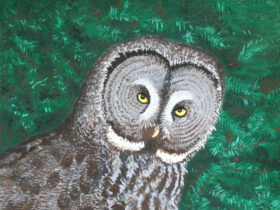 Great Gray Owl