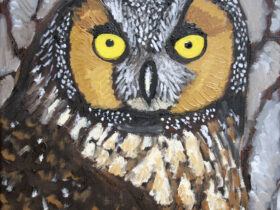 Long Eared Owl