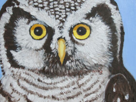 Northern Hawk Owl