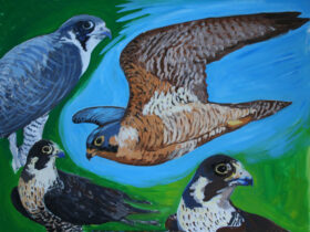 Peregrine Falcon Studies