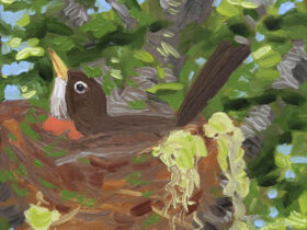 Robin on her Nest