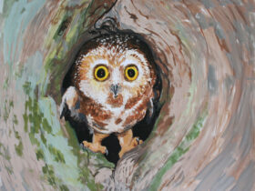 Saw-Whet Owl