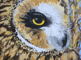 Short-eared Owl
