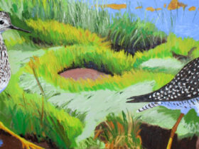 Greater and Lesser Yellowlegs