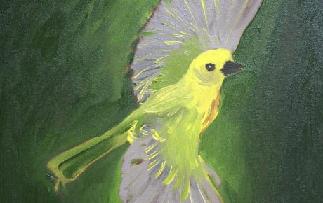 Yellow Warbler in Flight
